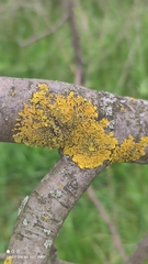 Xanthoria parietina