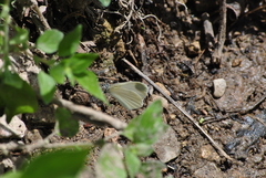 Dismorphiinae