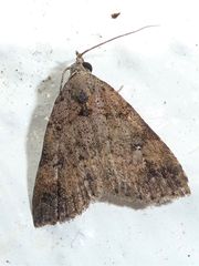 Alapadna pauropis