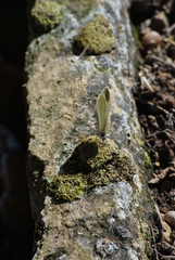 Dismorphiinae