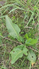 Rumex patientia