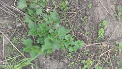 Urtica dioica