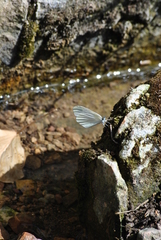 Dismorphiinae