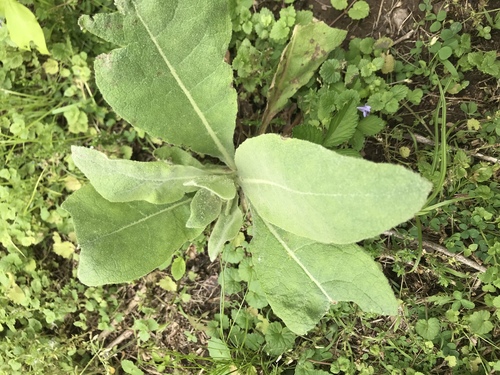 photo of Great Mullein (Verbascum thapsus)