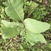 photo of Great Mullein (Verbascum thapsus)