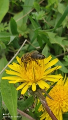 Apis mellifera