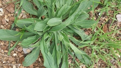 Plantago lanceolata