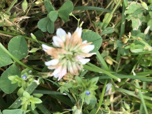 photo of White Clover (Trifolium repens)