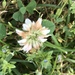 photo of White Clover (Trifolium repens)