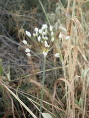 Allium