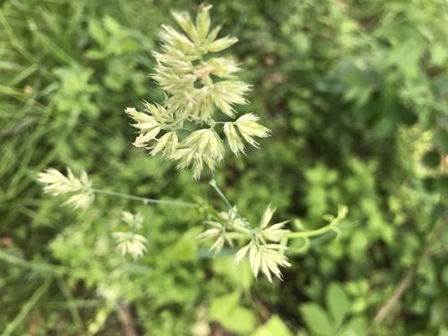 photo of Grasses (Poaceae)