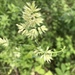 photo of Grasses (Poaceae)