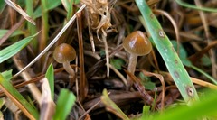 Psilocybe tasmaniana