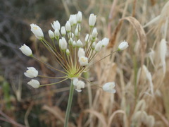 Allium
