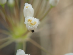 Allium