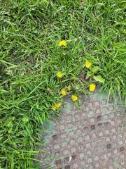 Taraxacum officinale