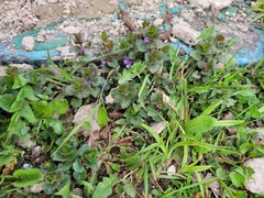 Glechoma hederacea