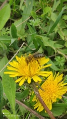 Apis mellifera