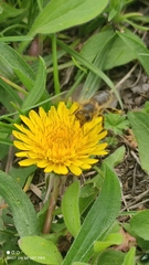 Apis mellifera