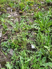 Capsella bursa-pastoris