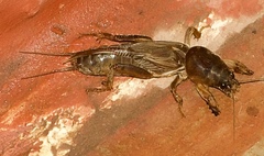 Gryllotalpa orientalis