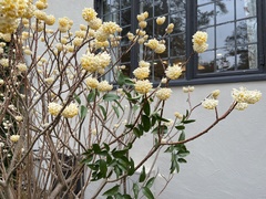 Edgeworthia