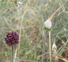 Allium