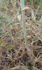 Allium