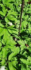 Andrena nitida