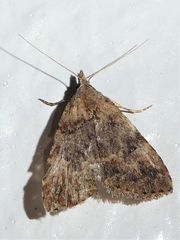 Alapadna pauropis