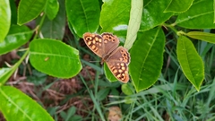 Pararge aegeria
