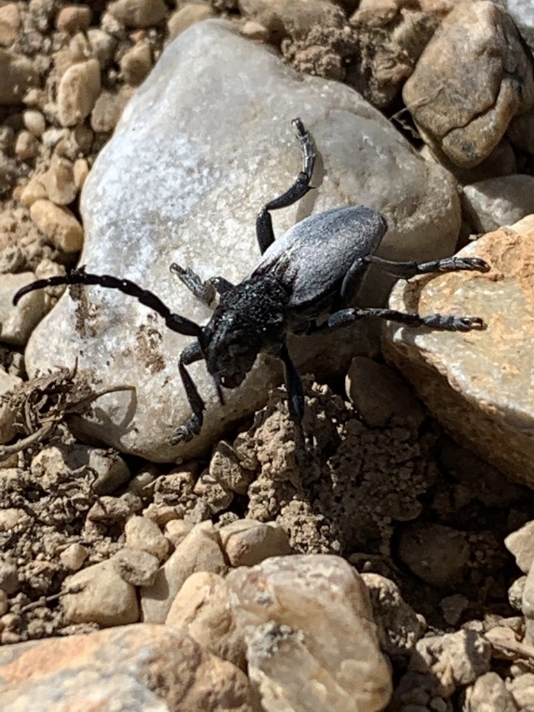 Dorcadion macedonicum
