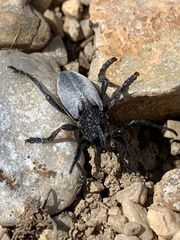 Dorcadion macedonicum