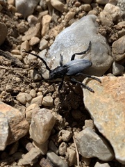 Dorcadion macedonicum