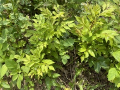 Zanthoxylum simulans