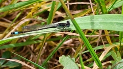 Ischnura elegans
