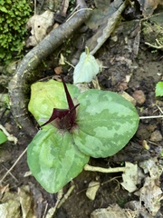 Trillium decumbens
