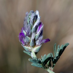 Dalea pogonathera