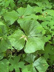 Trillium flexipes