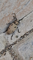 Dorcadion quadrimaculatum