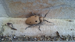 Dorcadion quadrimaculatum