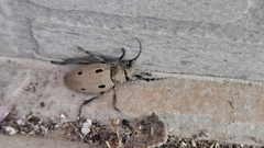 Dorcadion quadrimaculatum