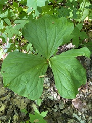 Trillium flexipes