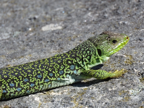 Iberian ocellated lizard
