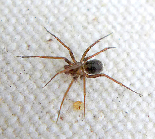 Pholcophora americana