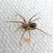 American Cellar Spider - Photo (c) K Schneider, some rights reserved (CC BY-NC), uploaded by K Schneider