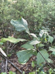 Amphibolips melanocera