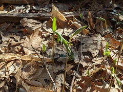 Polygonatum pubescens