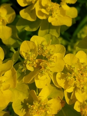 Euphorbia palustris
