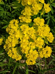 Euphorbia palustris